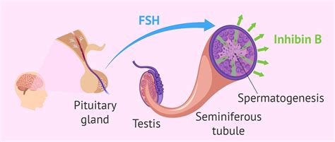 Hormones that control spermatogenesis