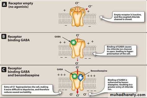 Anxiolytic pptx - د.نجلاء - Muhadharaty