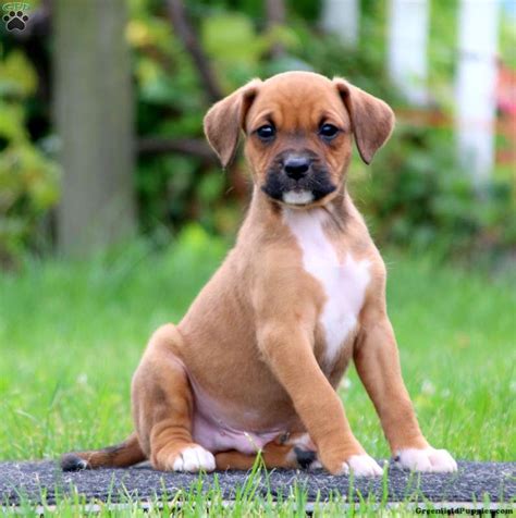 German Shepherd Boxer Pit Mix Puppies