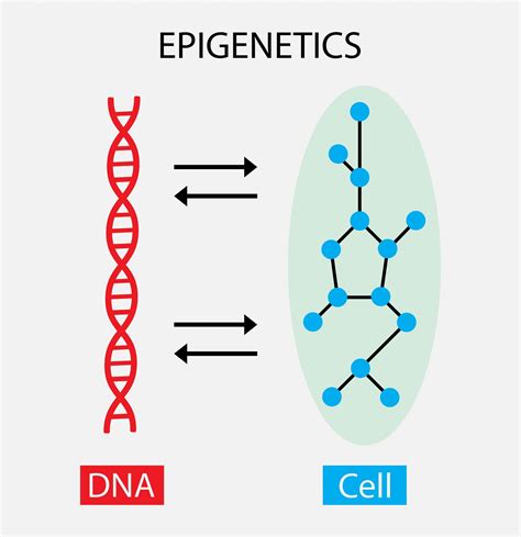 What Can Epigenetics Tell Us About How We’re Aging?