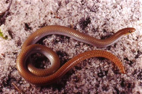 Meet the Sand-plain Worm Lizard | Western Australian Museum