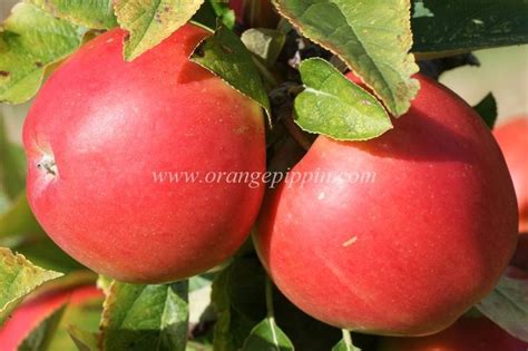 Apple - Kanzi - tasting notes, identification, reviews | Apple, Apple varieties, Tasting