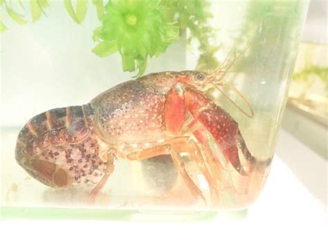 Unveiling the reproductive secrets of red-swamp crayfish