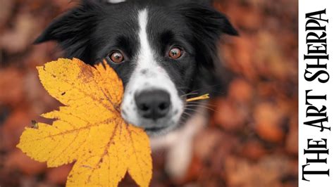 Good Boy Dog Holding Fall leaf 🌟🎨 How to paint acrylics for beginners ...