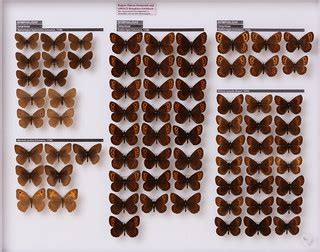 lepidoptera-nymphalidae-satyrinae-aphantopus-maniola-erebi… | Flickr