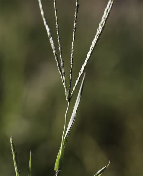 Digitaria sanguinalis - Plant Biodiversity of South-Western Morocco