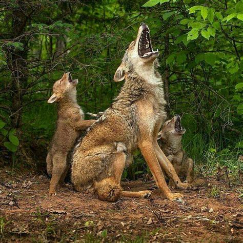 Mother coyote teaching her coyote pups how to howl. : r/AnimalPorn