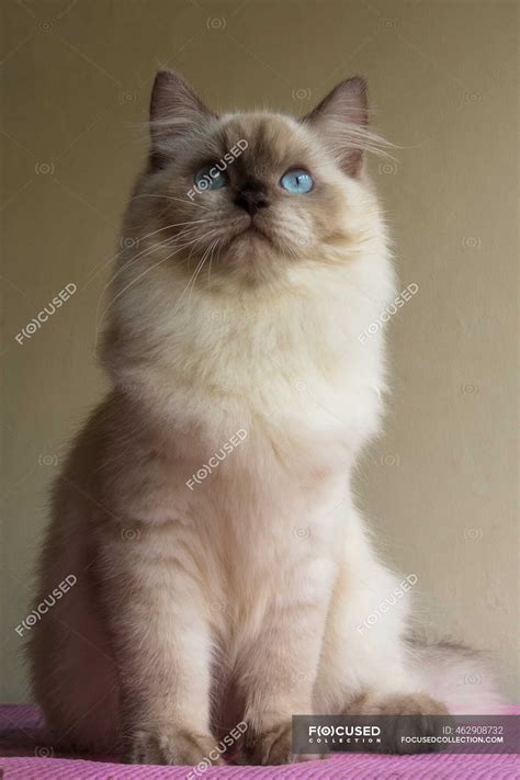 Portrait of a Himalayan cat with blue eyes — looking at camera, studio ...