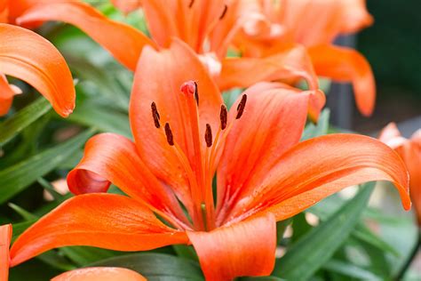 Orange Lilies - Free photo on Pixabay