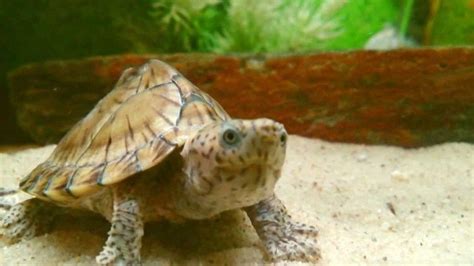 Razor backed musk turtle - Alchetron, the free social encyclopedia