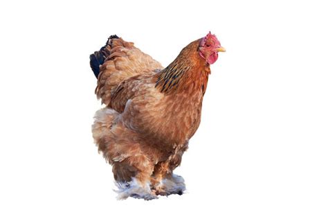 "Brahma Chicken" Images – Browse 1,328 Stock Photos, Vectors, and Video ...