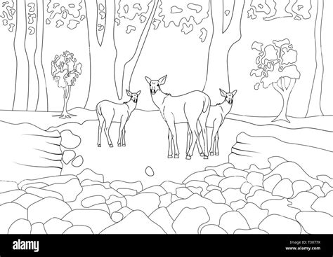 Jungle Scene with Deer and other Animals Line Drawing Stock Vector Image & Art - Alamy