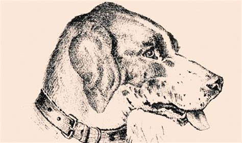 Optical illusion: Can you see the face in the dog? | Life | Life & Style | Express.co.uk