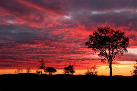 "Tree Line at Sunrise" by Susan Grexton, via 500px. | Sunrise, Tree ...