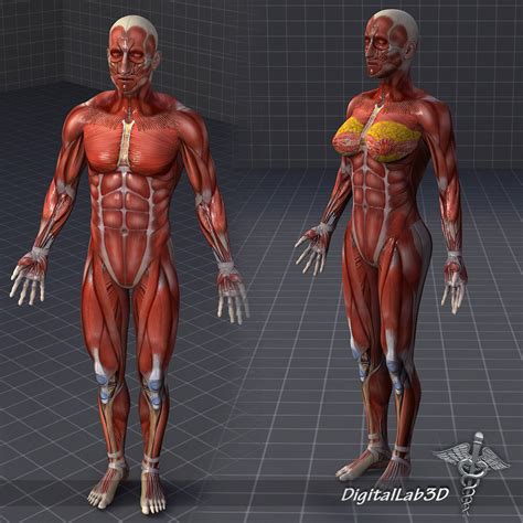 Collection - Human Male and Female Muscular System 3D model | CGTrader