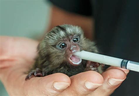 Finger Monkey: The Smallest Pet Monkey You Can Own (2022)