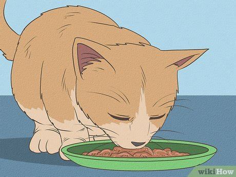 How to Choose a Diet for IBD Cats: 11 Steps (with Pictures)