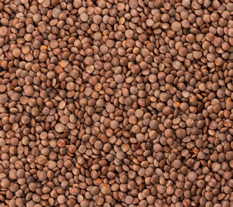 Which Lentils Have the Most Protein : A Quick Guide