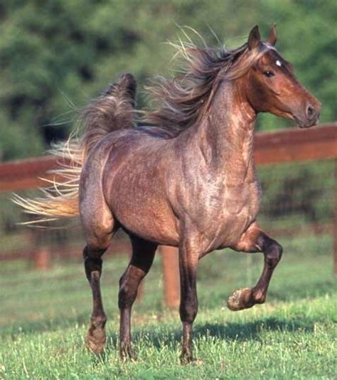 Roan Horse Facts with Pictures