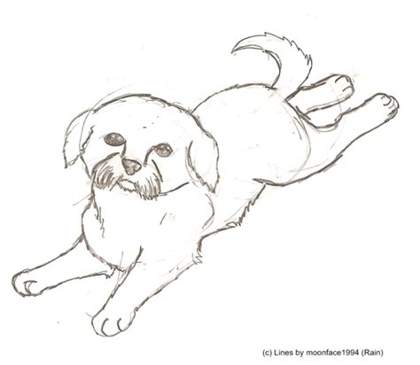 Shih Tzu Sketch. by moonface1994 on DeviantArt