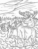 moose coloring Pages 024 – Kids Time Fun Places To Visit And Free  sketch template