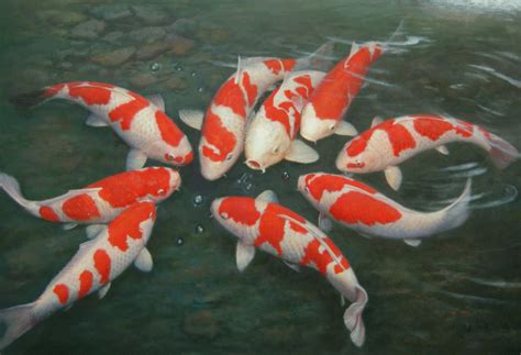 Gambar Ikan Koi Keren - Homecare24