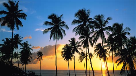 Palm Tree Backgrounds Free Download