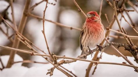 What Is The New Hampshire State Bird? - Birds Tracker