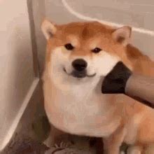 Doge Shiba Inu GIF - Doge Shiba Inu Cute Dog - Discover & Share GIFs