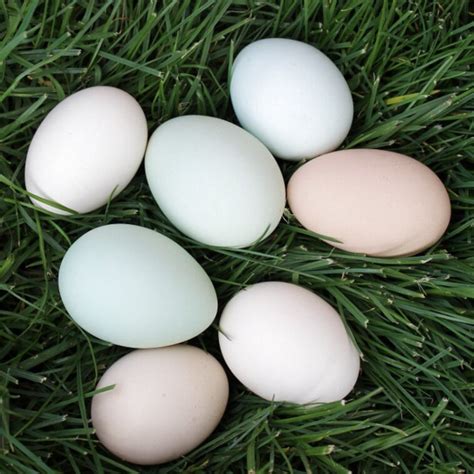 Bantam Eggs for sale in UK | 59 used Bantam Eggs