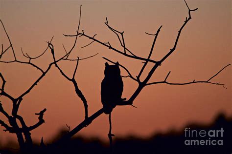 Great Horned Owl Silhouette Photograph by Peter Gray