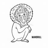 Coloring book Mandrill Stock Vector Illustration Of Largest  177620545 sketch template