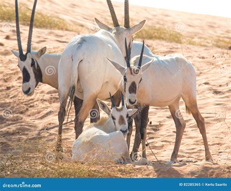 Baby Arabian Camel Or Dromedary Also Called A One-humped Camel I Royalty-Free Stock Photography ...