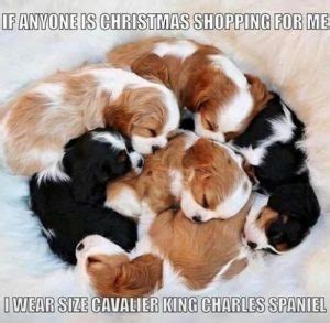 17 Best Cavalier King Charles Spaniel Memes