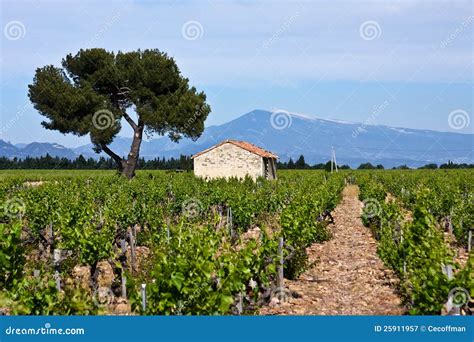 Provence s Vineyards stock image. Image of forest, outdoors - 25911957