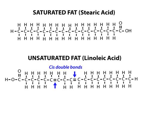 Lipids | Biology | Visionlearning