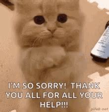 Cat Sorry GIFs | Tenor