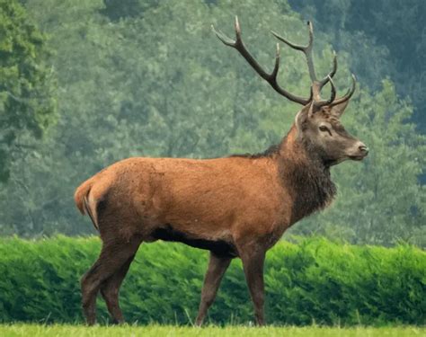 Do Elk Bugle in the Spring? - Hunting heart