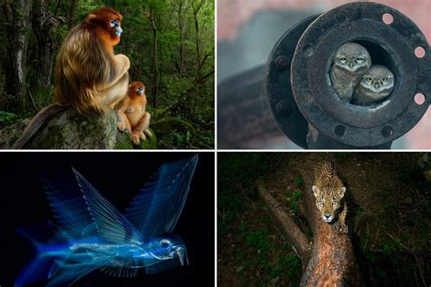 Wildlife Photographer of the Year 2018: Winners announced for the Natural History Museum show ...