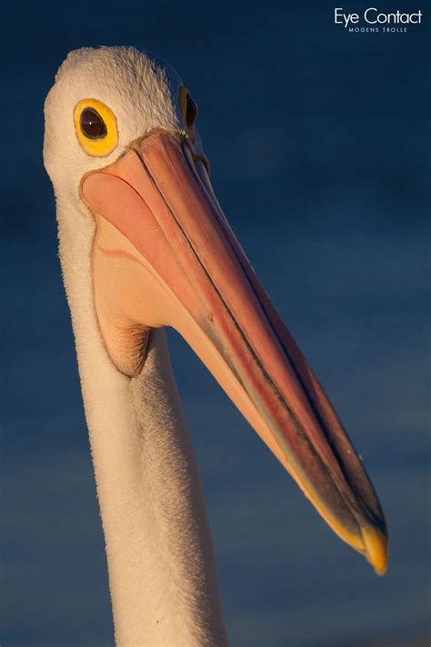 Australian pelican in sunset light - Eye contact with a wild Australian pelican in golden sunset ...