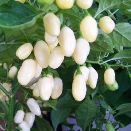 Habanero White Seeds - Price €1.85