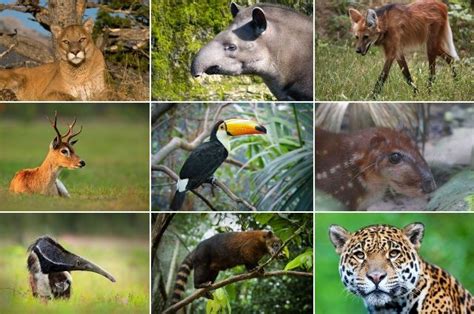 Mamíferos, aves, répteis, anfíbios e peixes são possíveis animais do Cerrado | Animais do ...