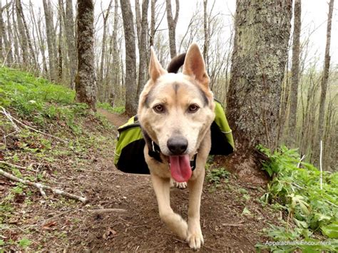 15 Best Dog Breeds for Hiking Buddies - OutwardOn.com