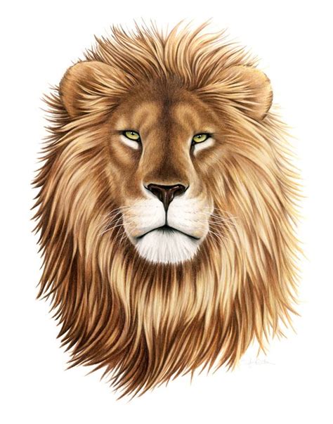 Lion Animal Sketches, Animal Drawings, Cute Drawings, Pencil Drawings ...