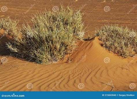 Sahara Desert Vegetation