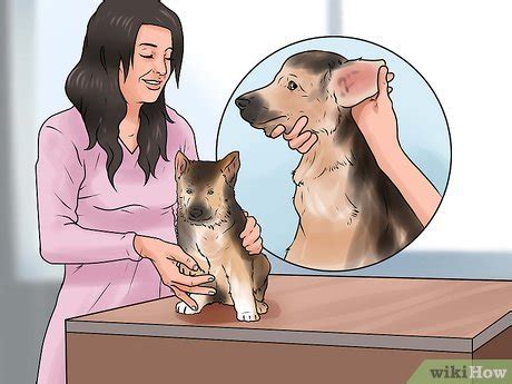 3 Ways to Train a German Shepherd - wikiHow