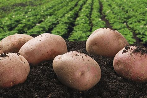 Fertility Management in Potato Farming - The Farmer's Journal Africa