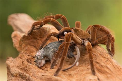 Conoce al arácnido más grande del mundo. Una criatura capaz de comer gorriones | Animales Leales