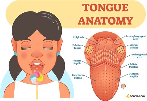 Label The Parts Of The Tongue