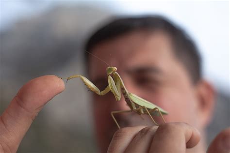 Are Praying Mantis Good Pets?